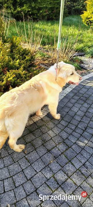 Golden Retriever śliczne szczeniaki Champion Radomsko
