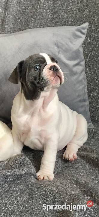 Buldog francuski szczeniak do odbioru Buldog Przeciszów