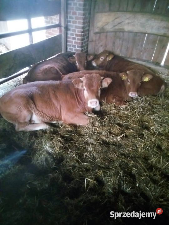Sprzedam cieleta odsadki rasy LM Turobin