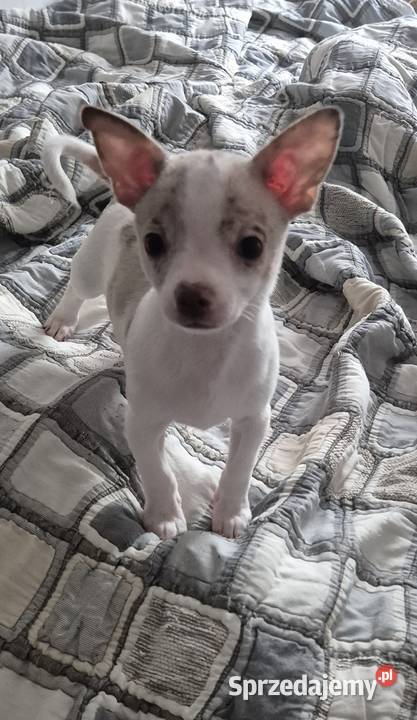 Chihuahua piesek merle z biały Wrocław
