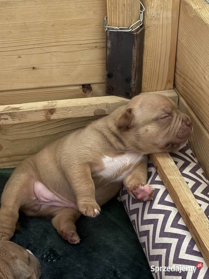 Wyjatkowe American Bully pocketmicro ABKC Show Pozostałe dolnośląskie Głogów