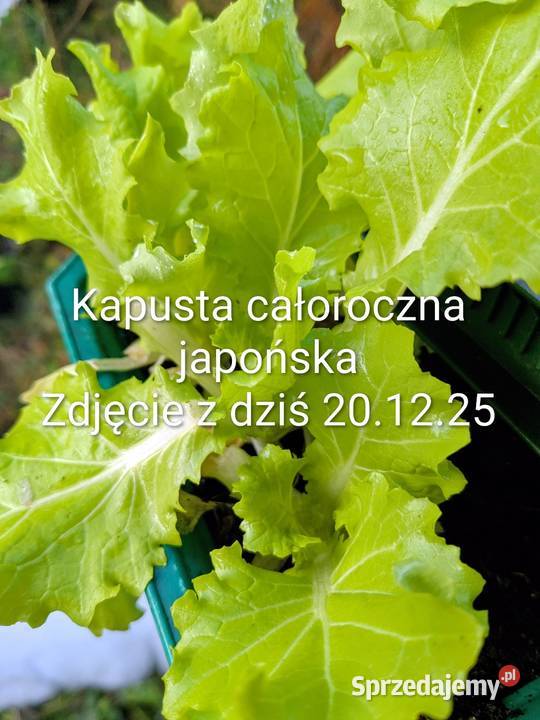 Cykoria Róża Sałata Cykoria kolekcjonerskie Kraków