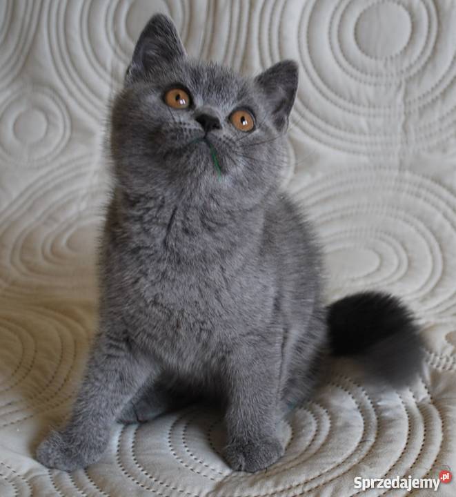 kocięta brytyjskie z rodowodem WCF Lublin