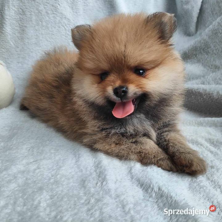 SZPIC MINIATUROWY POMERANIAN PIĘKNY CHŁOPAK Janinów