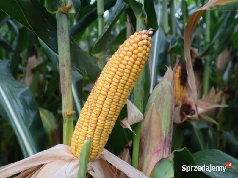 Kukurydza Pioneer P9610 Aquamax tolerancja na kujawsko-pomorskie Łabiszyn-Wieś