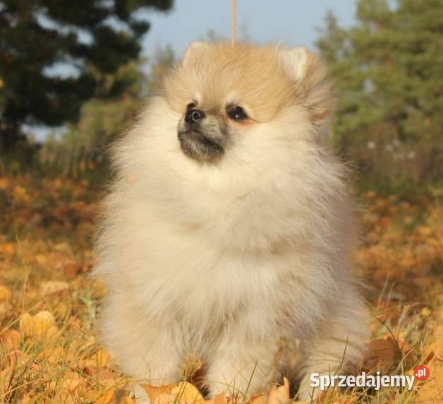 Szpic miniaturowy pomeranian Zdzieszowice