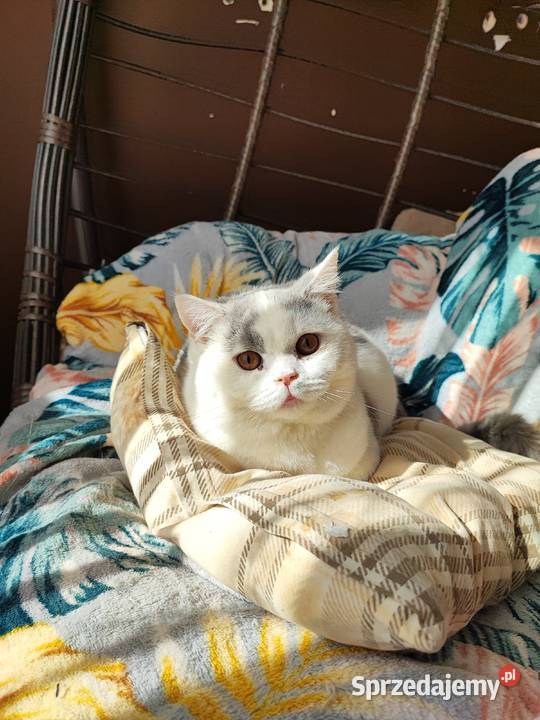 Prześliczny niebieski arlekin szuka nowego domu Warszawa