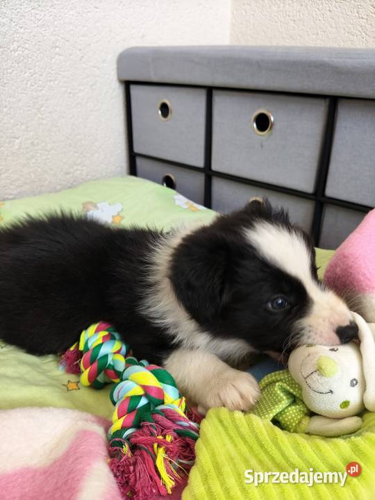 Szczeniak Border Collie ZKwP FCI Kolonowskie