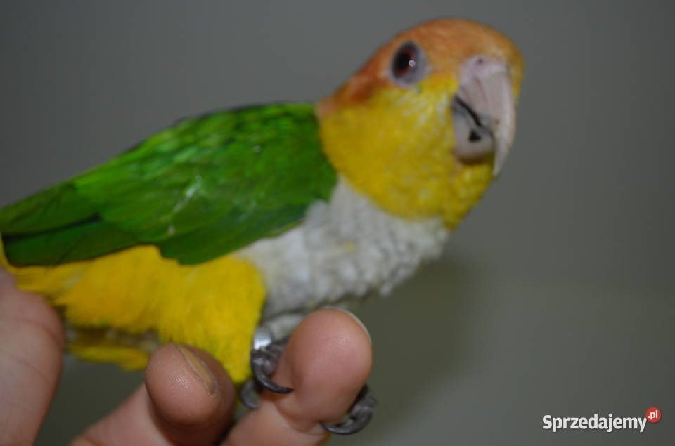 Barwinka Białobrzucha Kraków