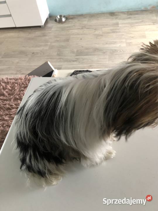 Suczka york biewer Ajsze rodowód IHR sprzedam