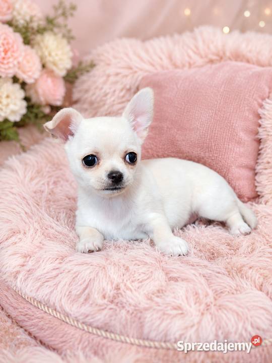 Chihuahua krótkowłosa kremowa sunia ZKwP FCI Świnoujście