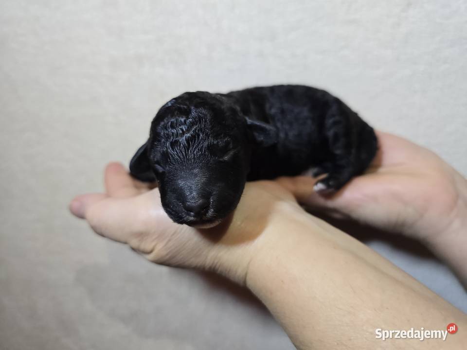 Hiszpański pies dowodny szczeniaki Wrocław