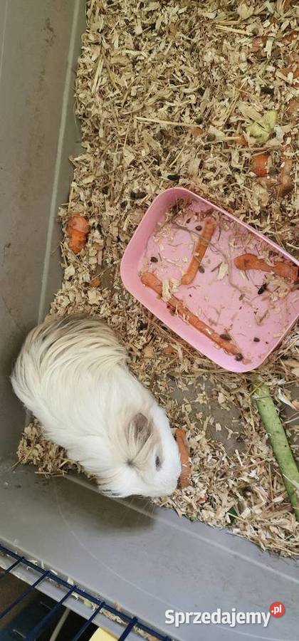 Sprzedam młodego samczyk świnki morskiej Gdynia