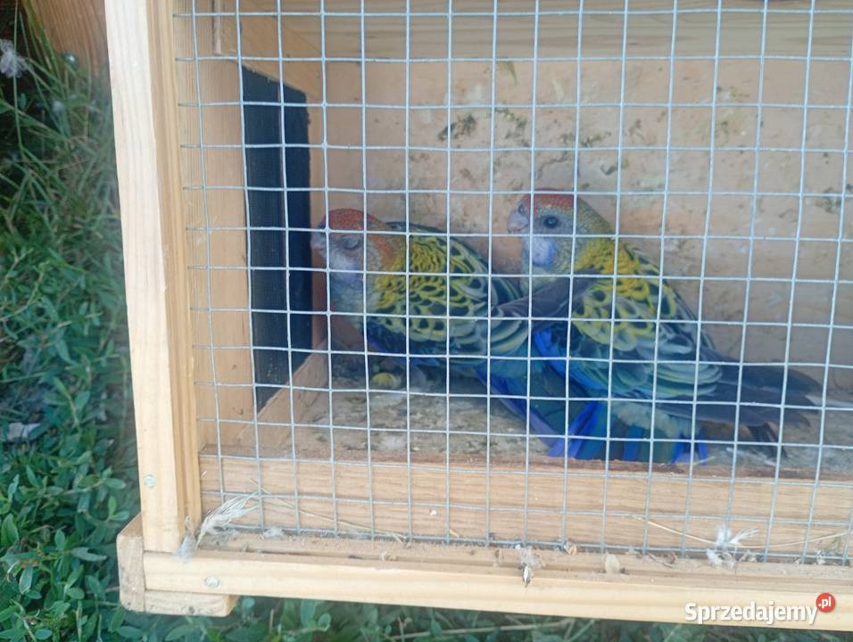Rozele bladoglowe para lęgowa Wrzesiny