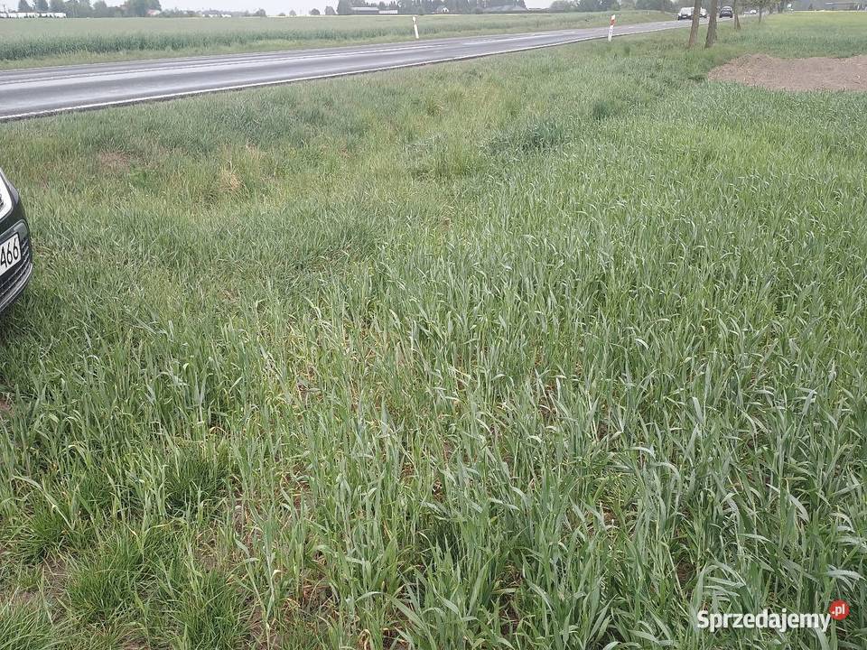 Działka drodze krajowej 63 o pow 76ar Łuków 7600m2 Nieruchomości Kolonia Domaszewnica