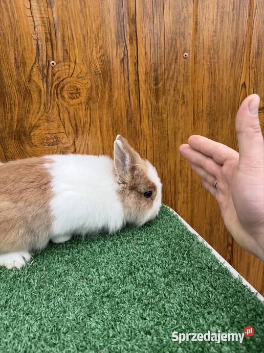 Miniaturka samczyk Chocznia