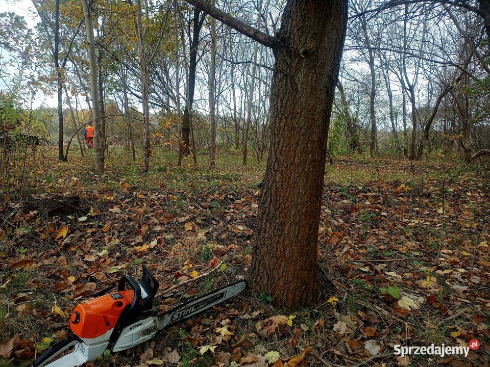 Wycinka drzew Radom