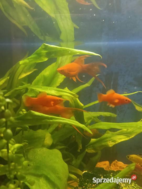Mieczyki rybki akwariowe