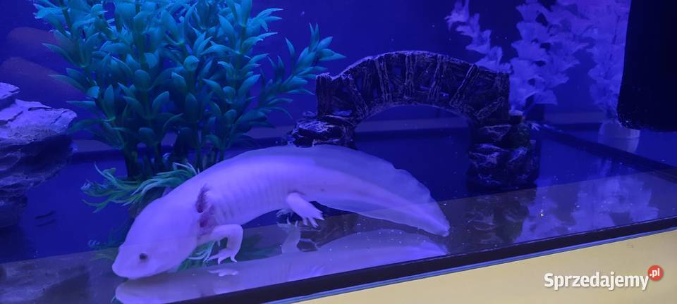 Aksolotl abystoma meksykańska Ruda Śląska