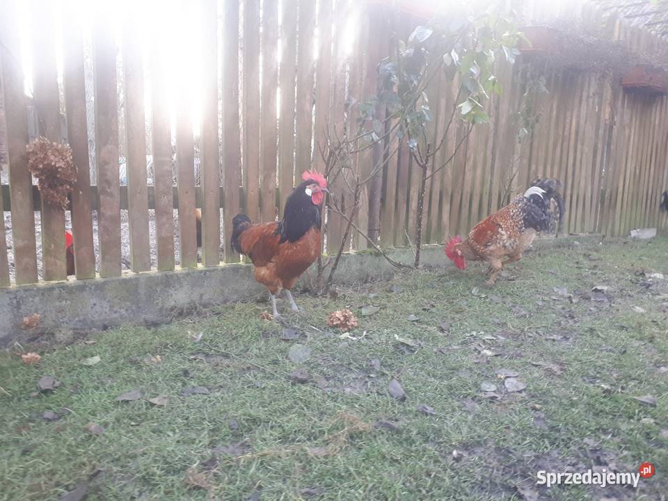 Koguty vorwerk lakefender i inne Ostrzeszów