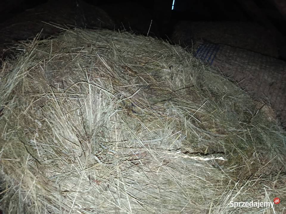 siano zbiór 2025 Rolnictwo lubelskie Radzyń Podlaski