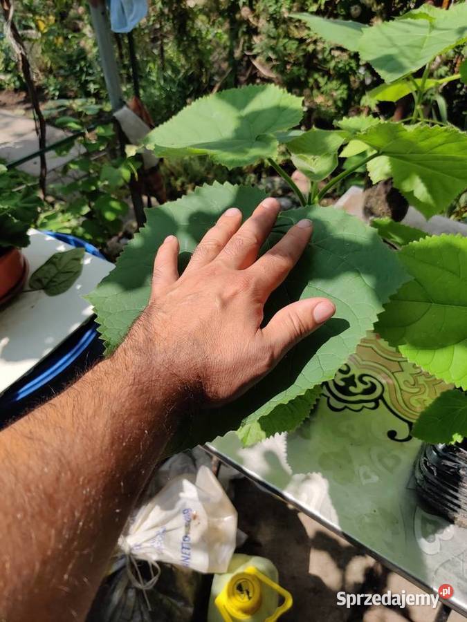 Sprzedam Paulownia Puszysta Tczew sprzedam