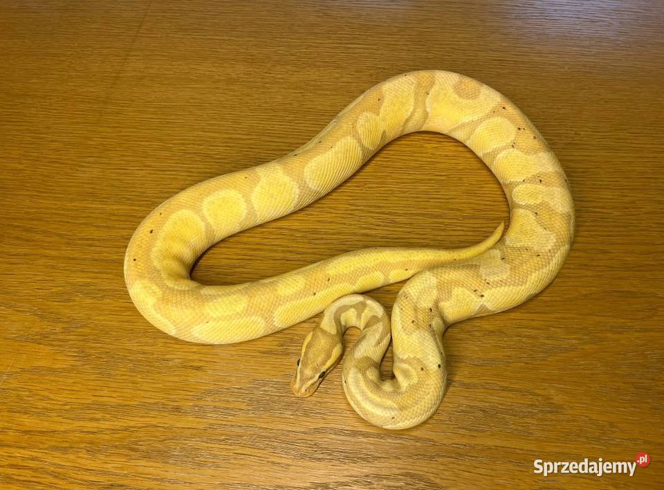 Pyton królewski Banana Enchi Samiec Katowice