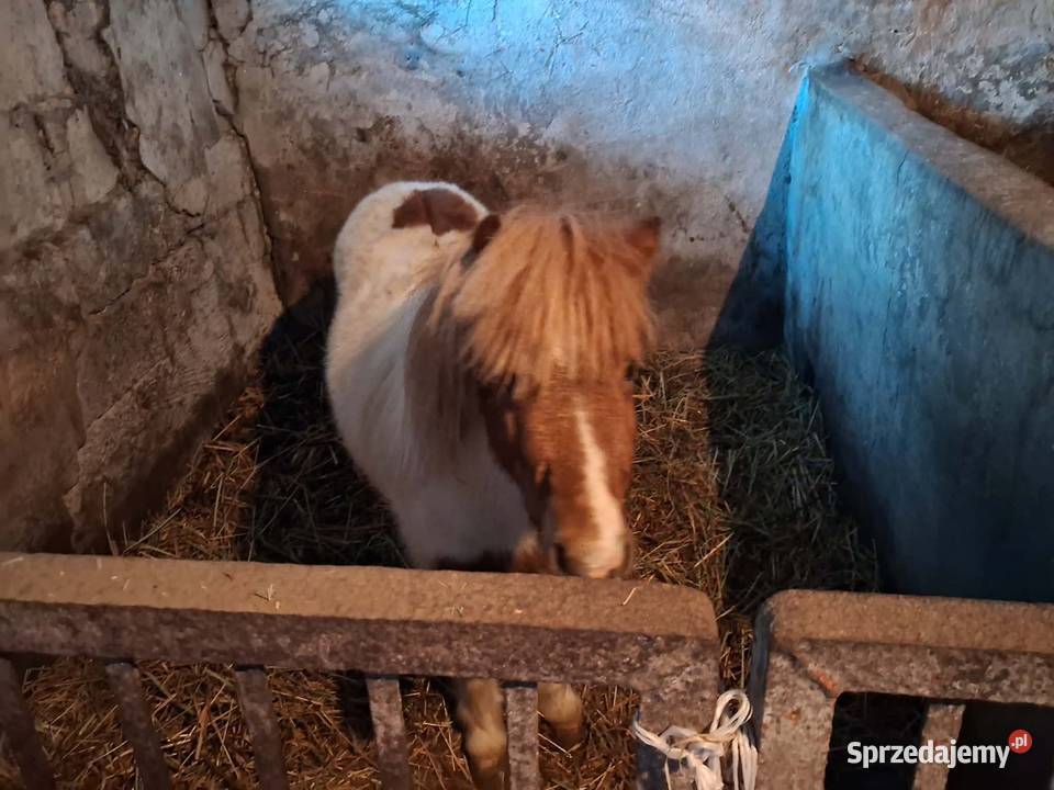 Kucyk świętokrzyskie Bieglów