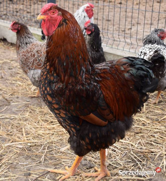 Jaja lęgowe kur wyandotte Łochów