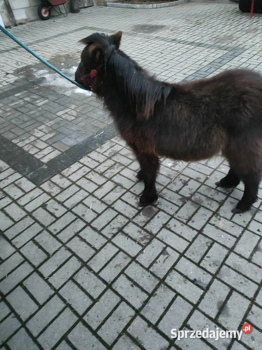 Mini ogierek kuc szetlandzki łódzkie Brzeziny