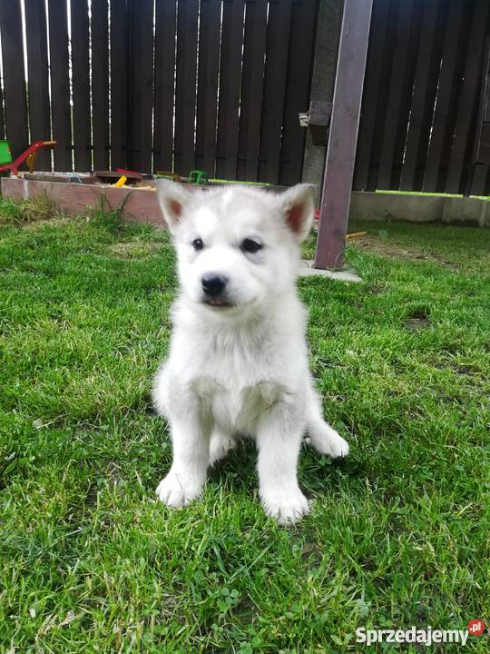 Szczeniak Alaskan Malamute Błażowa sprzedam