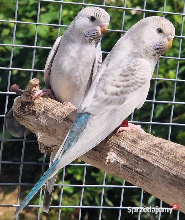 papużka falista blackface łatwo się oswaja może Poznań