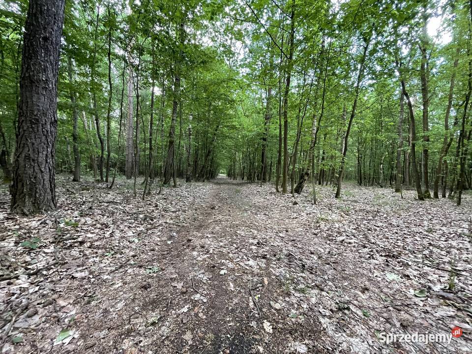 Las 858ha z działką rekreacyjną 85800m2 mazowieckie Lipa