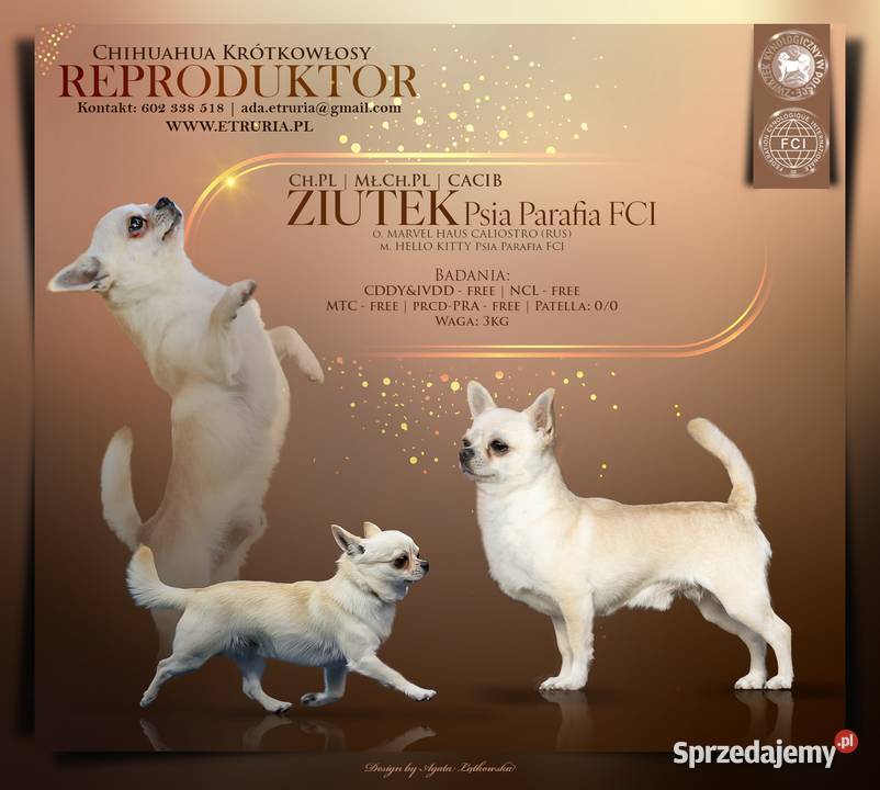Chihuahua Ch rodowód FCI Wwy Duży Dół