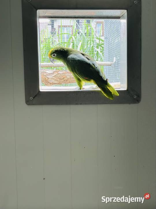 Amazonka surinamska samiec 2018r Koło