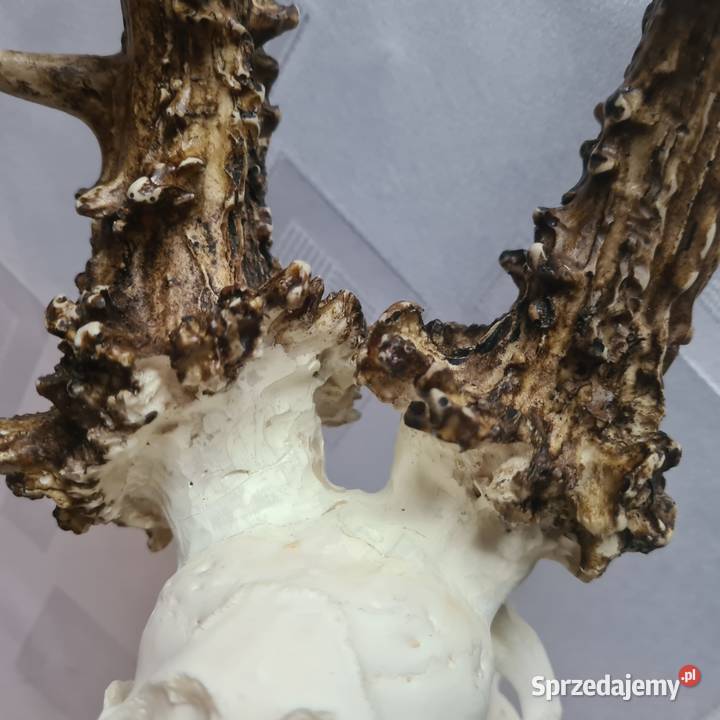 NPWOŚĆ Kopia rekordu świata Czechy 810 gr 223CIC Orzesze