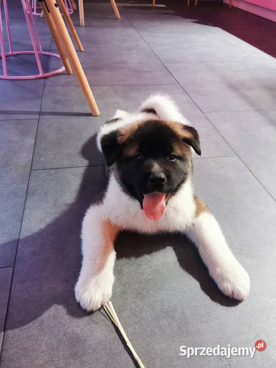 Szczenięta rasy American Akita