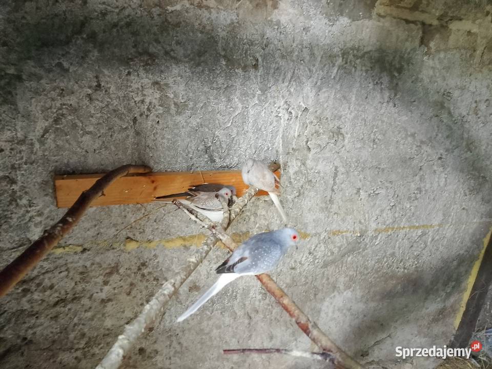 Gołąbki diamentowe kujawsko-pomorskie Dyblin