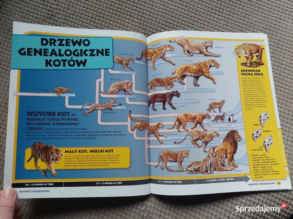National Geographic Kids Wszystko o wielkich Popularnonaukowe małopolskie Kraków sprzedam