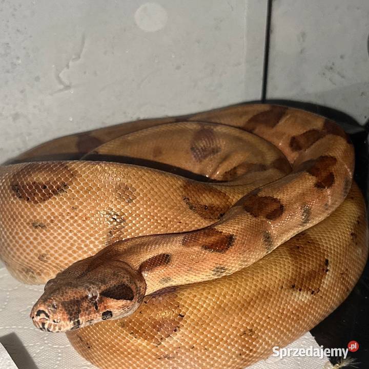 Wąż boa para Sosnowiec sprzedam