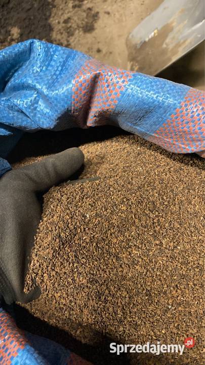 Facelia błękitna łódzkie Skierniewice