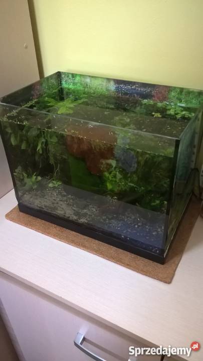 Sprzedam akwarium 35l z wyposżeniem Rzeszów sprzedam