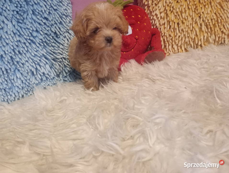 Maltipoo Pudel Tecup RED BROWN Maltańczyk piesek opolskie Opole