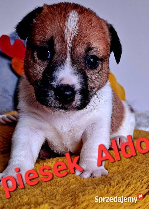 Aldo Jack Russell Terrier