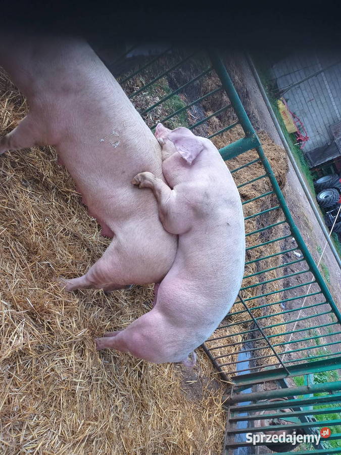 Knurki knury młode knurki