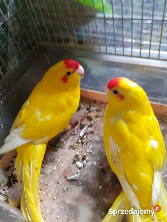 Modrolotki sprzedam Przemyśl