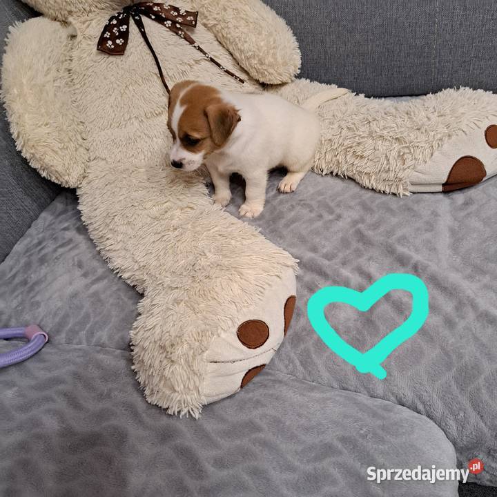 szczeniaczek gładkowłosy Lubichowo