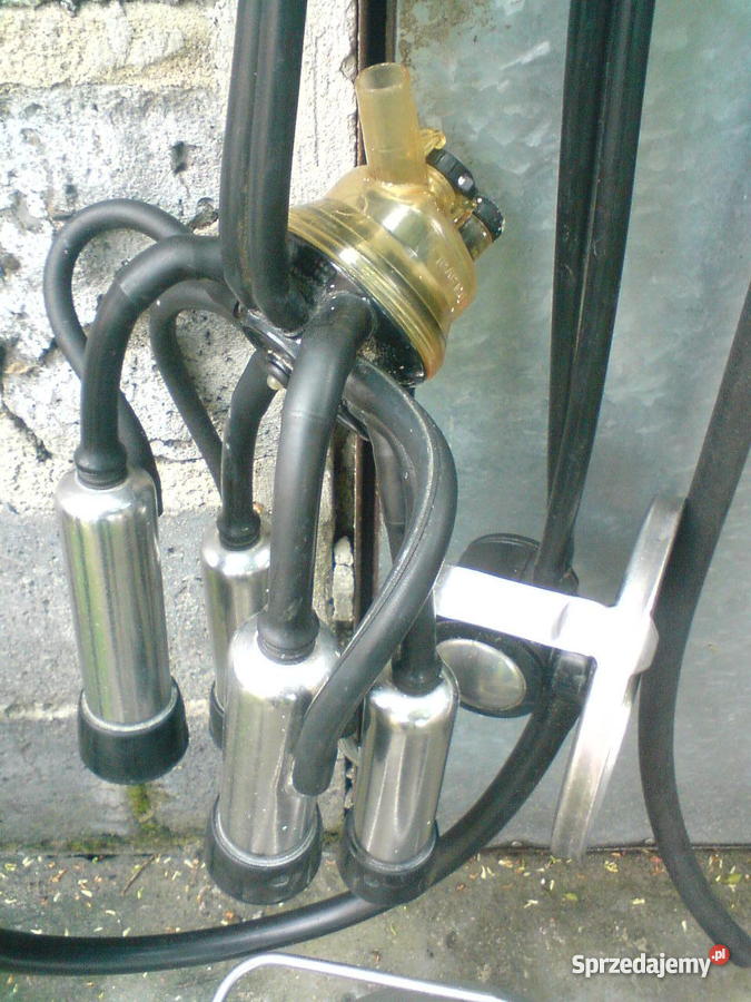 konwie na mleko sprzedam