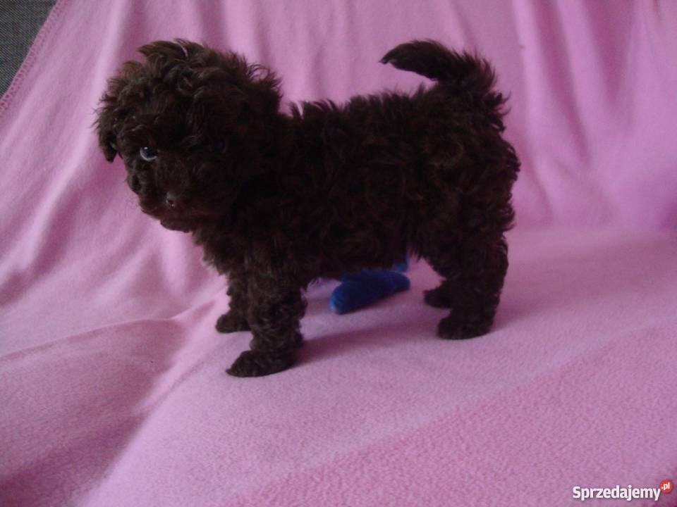 bolończyk kolorowy piesek czekoladowy wielkopolskie