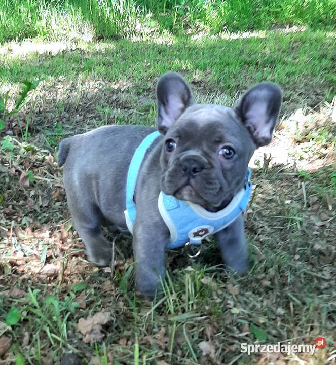 Buldog francuski piesek blue Pabianice